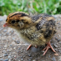 What Color is My Coturnix Quail Chick?
