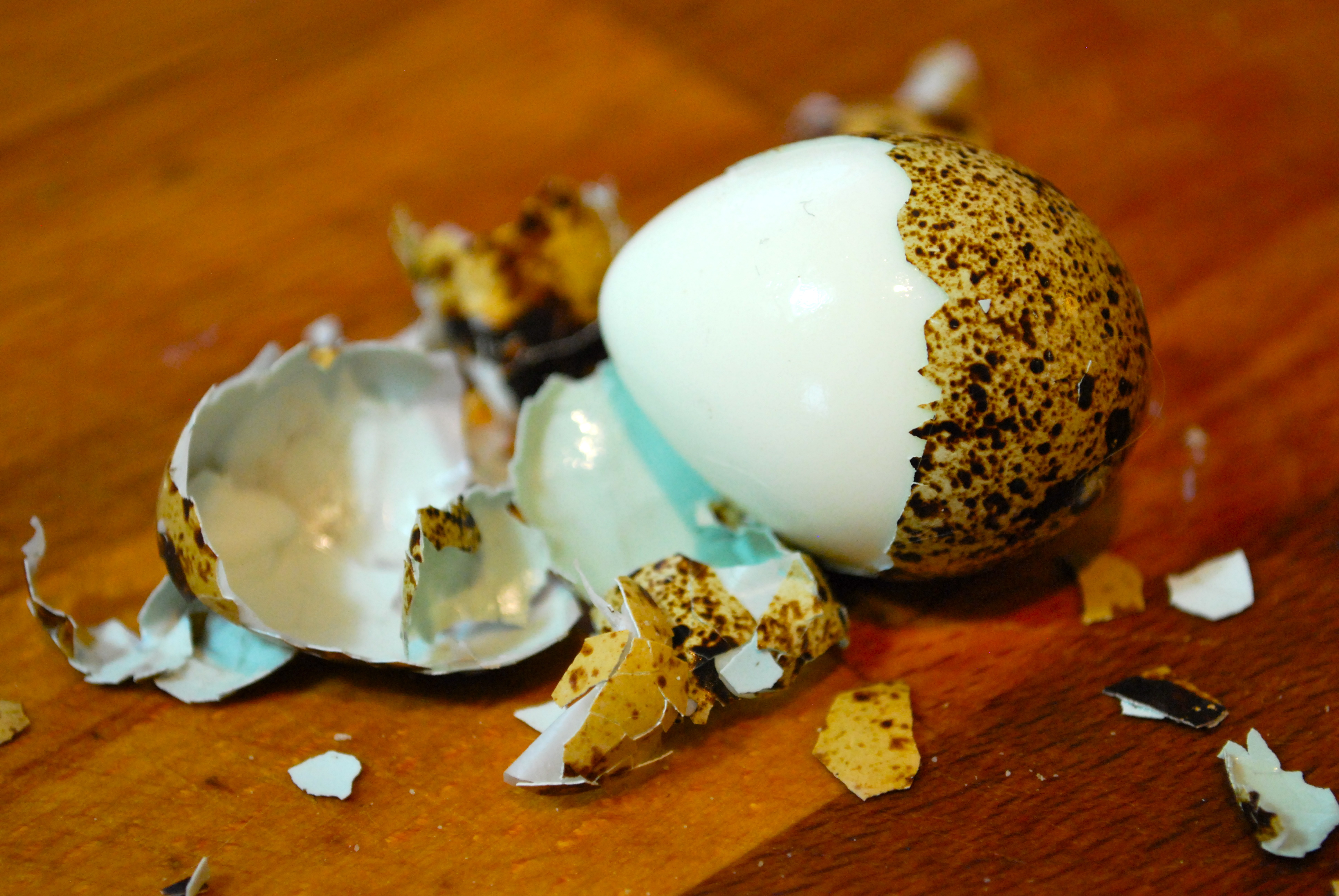 The Trick To Easy Peel Quail Eggs Abernathy S Rabbitry