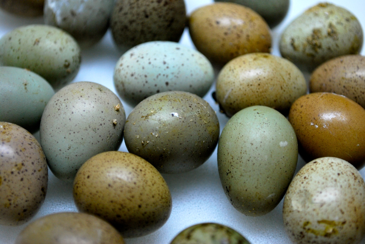 Hatching eggs. Quail with Eggs picture for Kids. Six blow: Hatching Eggs. Kids Hatching Eggs in Sholl. Quail Eggs for people.