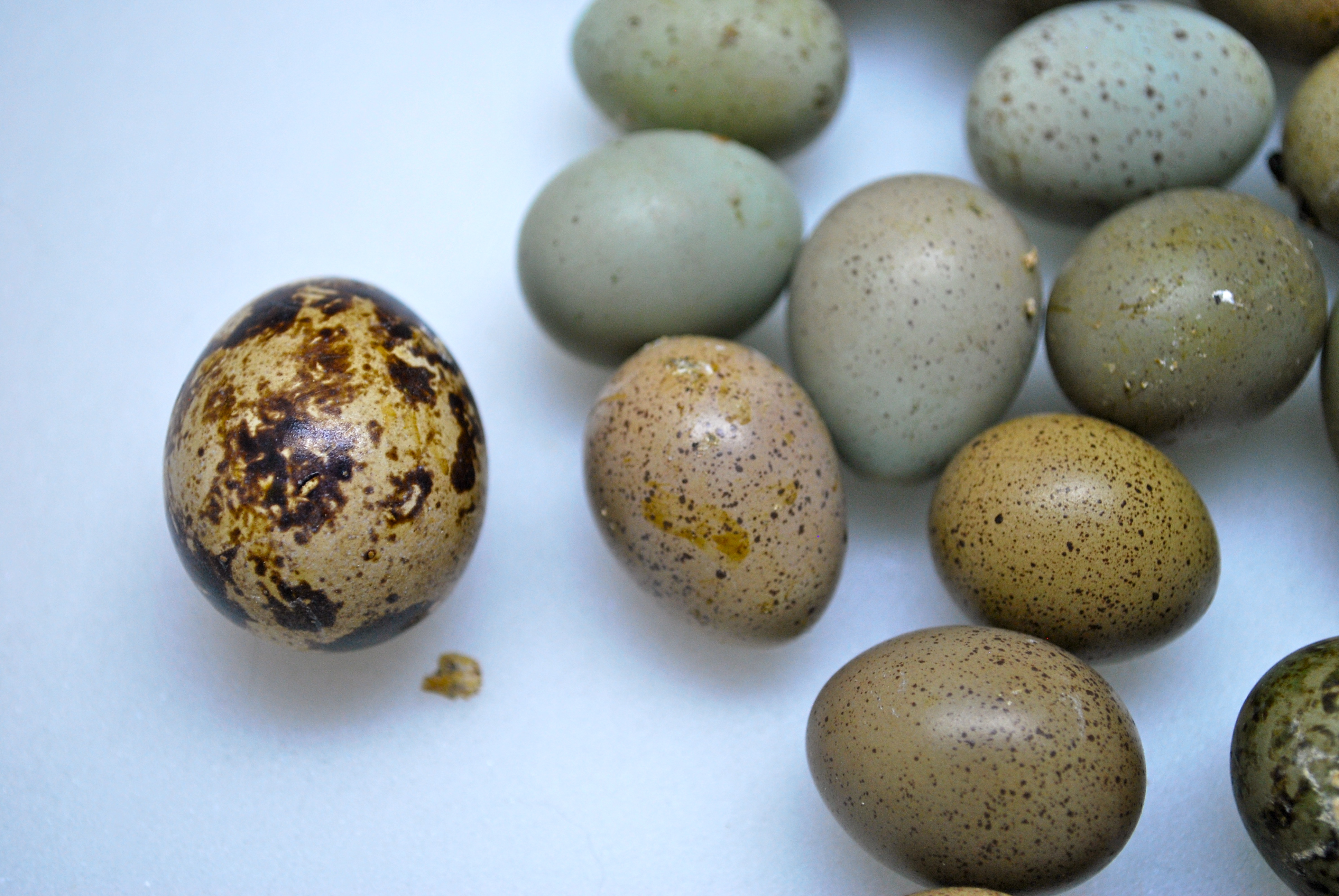 How long does it take for wild quail eggs to hatch?