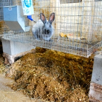 Deep Litter Method for Rabbits
