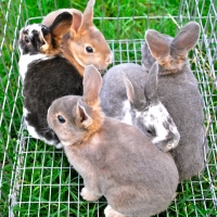 Naturally Treating Coccidiosis in Rabbits